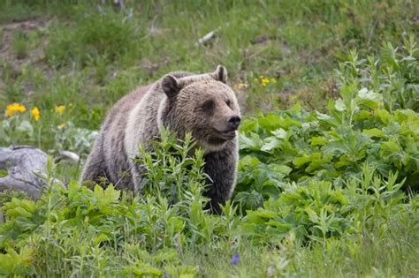 Woman Mauled To Death By A Grizzly Bear While Hiking Near Yellowstone