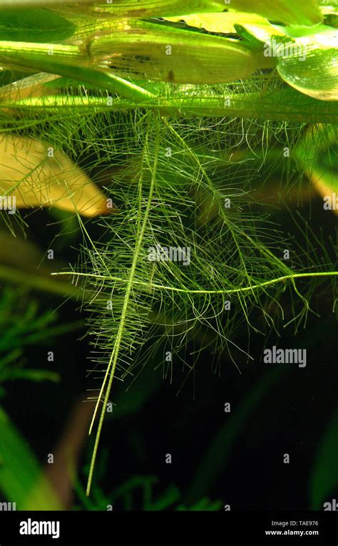 Asian Watergrass Hygroryza Aristata Fotografías E Imágenes De Alta Resolución Alamy