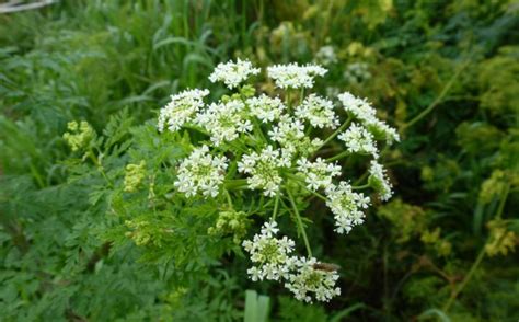 Poison Hemlock Wild Parsnips Are Invasive To Ohio How To Spot Them Get Rid Of Them