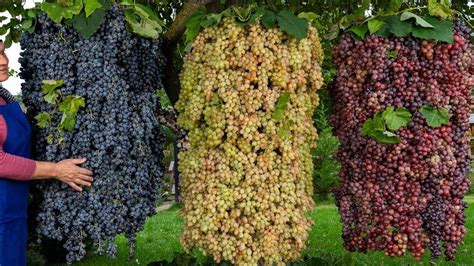 Discover How Us Farmers Grow And Harvest 79 Million Tons Of Grapes