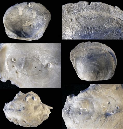 Parasitic Gastropod Bioerosion Trace Loxolenichnus Stellatocinctus