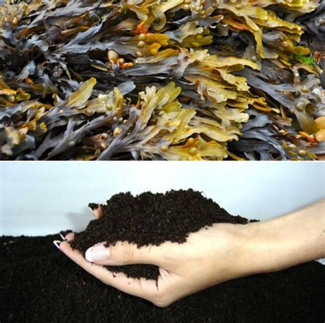 How To Make Seaweed Fertilizer Benefits Agri Farming