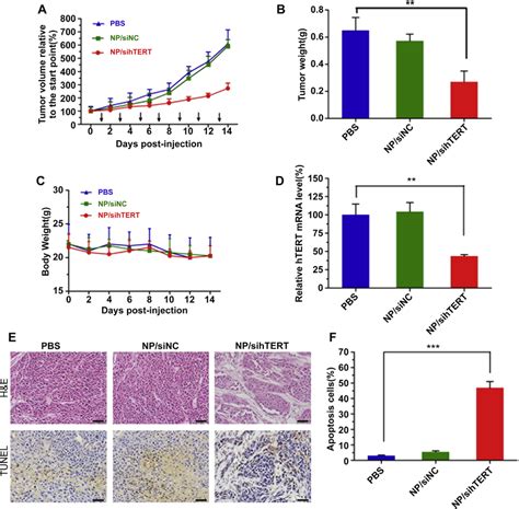 A Inhibition Of Tumor Growth In Hepg Subcutaneous Xenografts After