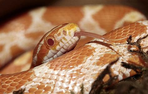 Corn Snakes - Learn About Nature