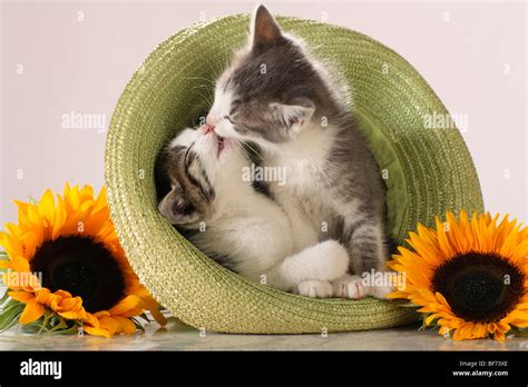 Domestic Cat Two Kittens In Hat Smooching Stock Photo Alamy