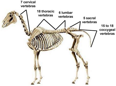 Coccygeal Vertebrae