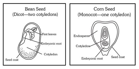 Seeds Miraculous Seeds National Agriculture In The Classroom