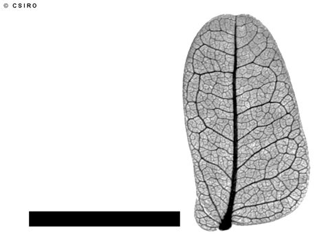 Peltophorum pterocarpum