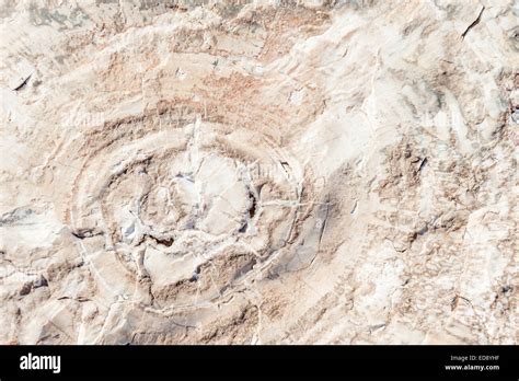 Segment Of White Petrified Wood Petrified Forest National Park