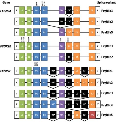 Composition Of Fcgr A Fcgr B And Fcgr C And Their Splice Variants