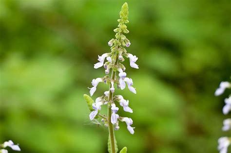 19 Flowering Oregano Plant AmbarAliyaan