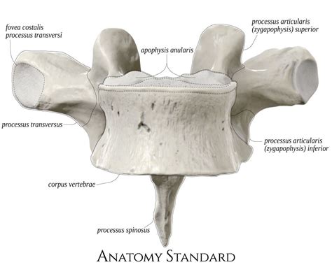 Typical Thoracic Vertebra Front View Thoracic Vertebrae Thoracic My