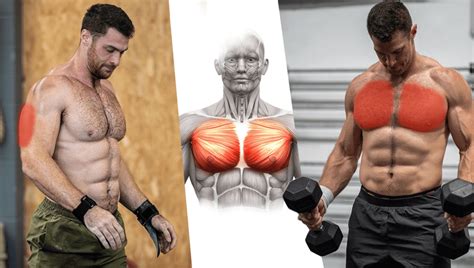 9 Best Dumbbell Exercises For Chest Look Good Get Strong Boxrox