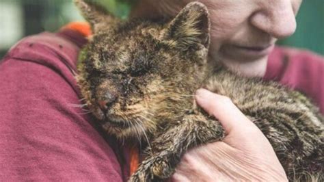 Nessuno Voleva Toccare Questo Gatto Tanto Che Alla Prima Carezza