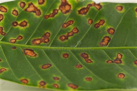 Enfermedad De Antracnosis En La Hoja De Mango Causada Por