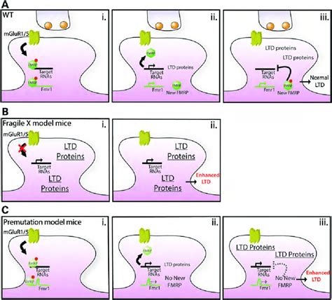 A Working Model Of Mglur Ltd In Wt Ko And Cgg Ki Mice Group I Mglur