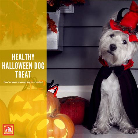 Looking for a Healthy Halloween Dog Treat? | Dog Training In Your Home - Columbia