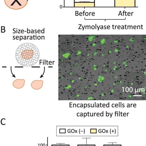 Overview Of The Genetically Encoded Hydrogel Encapsulation System For