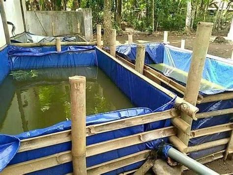 Budidaya Ikan Lele Di Kolam Terpal