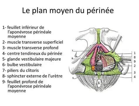 Périnée Féminin Dr KARA ZAITRI M A