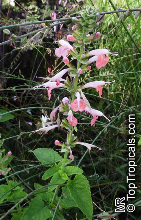 Salvia Coccinea Red Salvia Tropical Sage