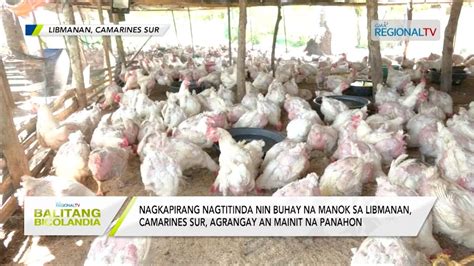 Balitang Bicolandia Nagtitinda Nin Buhay Na Manok Sa Camarines Sur