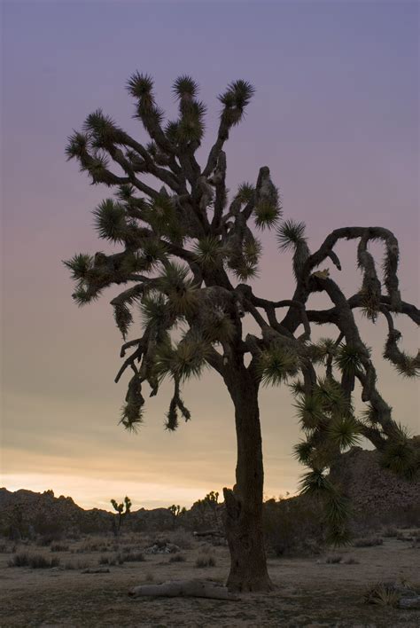 joshua tree sunset-4845 | Stockarch Free Stock Photo Archive