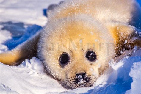 Harp Seal Newborn Pup – Tom Murphy Photography