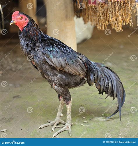 Beautiful Fighting on Floor Stock Image - Image of crest, calf: 29520725