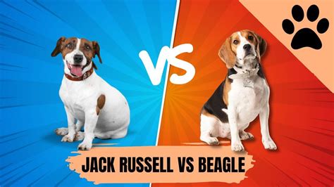 Jack Russell Vs Beagle Which One Is The Best YouTube