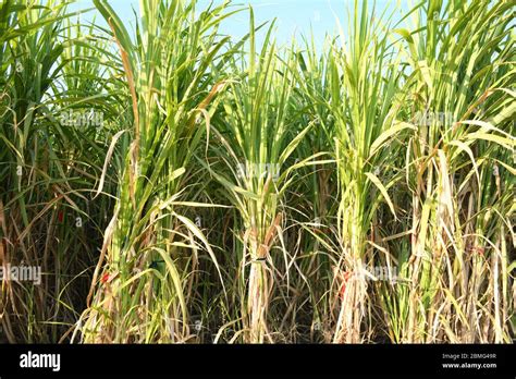 Sugarcane Farm Of Gujarat India Agriculture Sugarcane Farming Stock