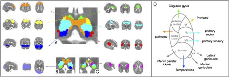 Dominant Thalamocortical Correlations From Nine Functionally Defined