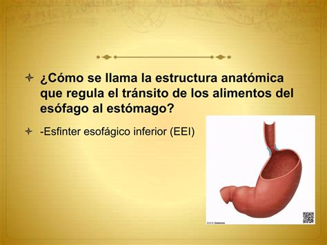 Enfermedad Por Reflujo Gastroesofagico Erge Gerd Ppt Descarga