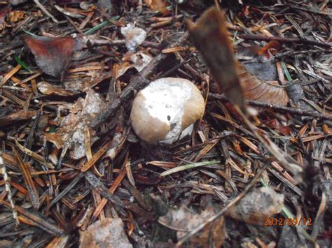 Cèpes Les revoilà Terra Morchellarum