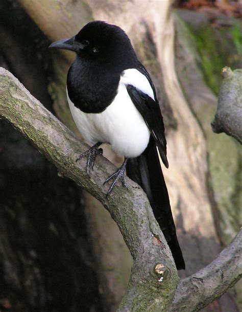 Magpie Wikipedia