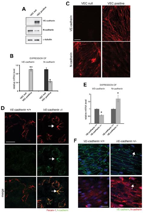 VE-cadherin down-regulates N-cadherin expression and junctional ...