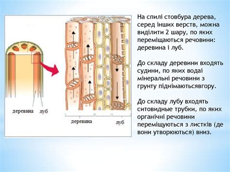 Тканини рослин - презентация онлайн