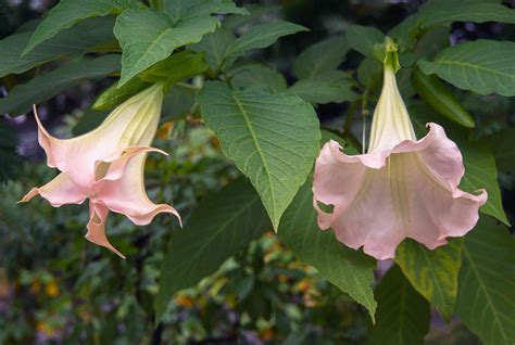 10 Best Fragrant Shrubs to Grow in Your Yard