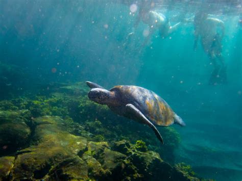 Kepulauan Galápagos Foto Stok Potret And Gambar Bebas Royalti Istock