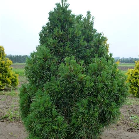 Pinus Sylvestris Globosa Viridis From Nvk Nurseries