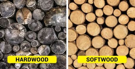 Hardwood Vs Softwood Differences Uses Pros And Cons The Ultimate