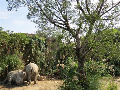 White Rhino Zoochat
