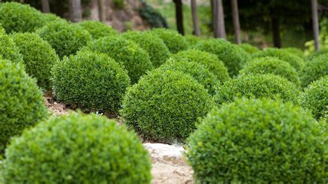 Winter Gem Boxwood 3 Quart Size Plants Buxus Microphylla Japonica