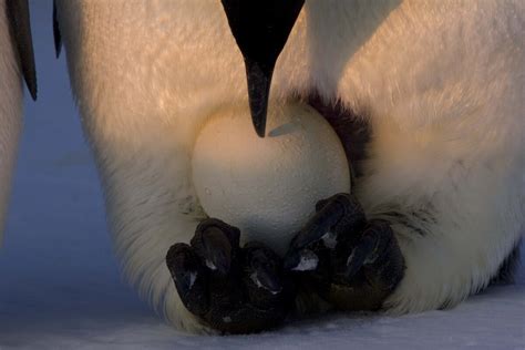 Emperor Penguins Eggs