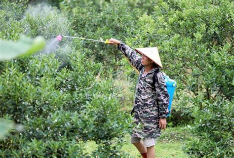 广西融安：果树管理保丰收 人民图片网