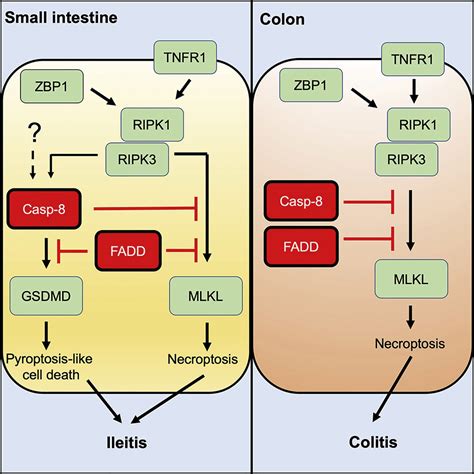 Fadd And Caspase Regulate Gut Homeostasis And Inflammation By