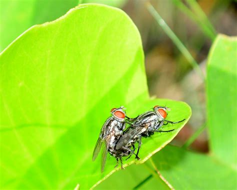 Macro Photography Lalat Kawin Lovemaking Flies — Steemit