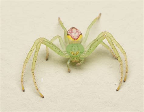 Crab Spiders Spiders Of Blanco Texas · Inaturalist