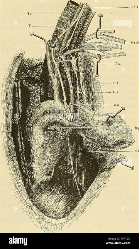 Apertura Thoracis Superior Hi Res Stock Photography And Images Alamy