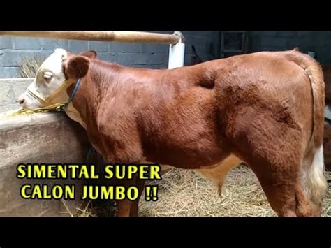 Pedet Super Calon Jumbo Wa Youtube